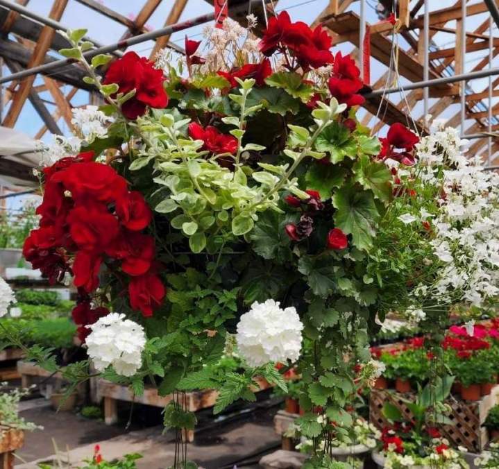 Plantes d'intérieur Jonquière