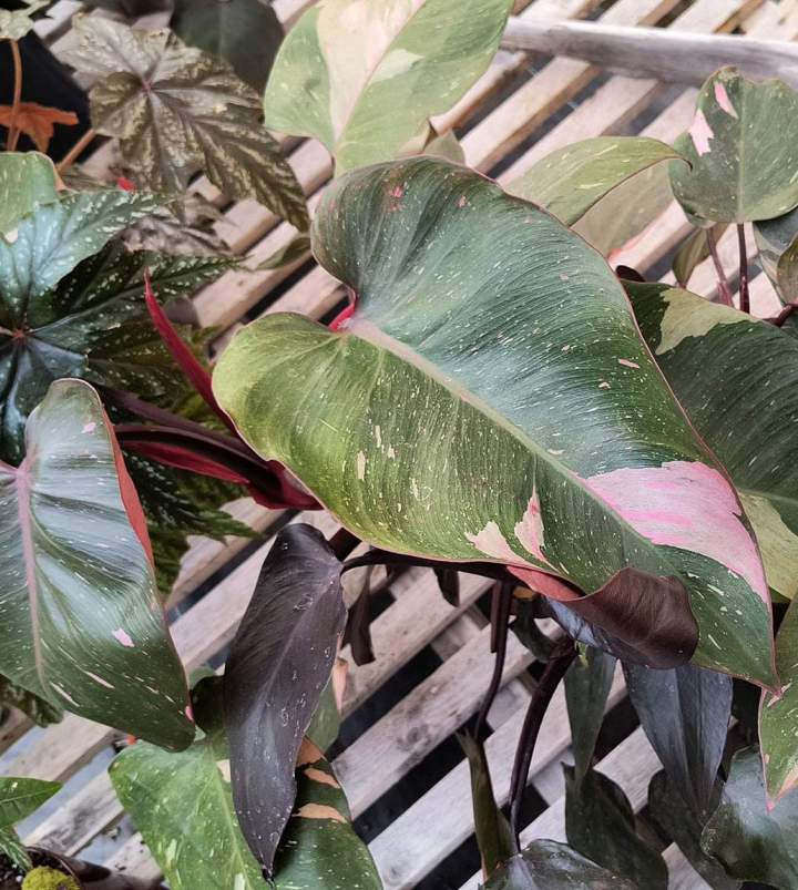 Vente de plantes d'intérieur Jonquière