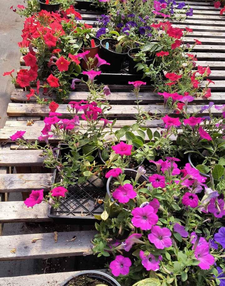 Vente de fleurs annuelles Jonquière