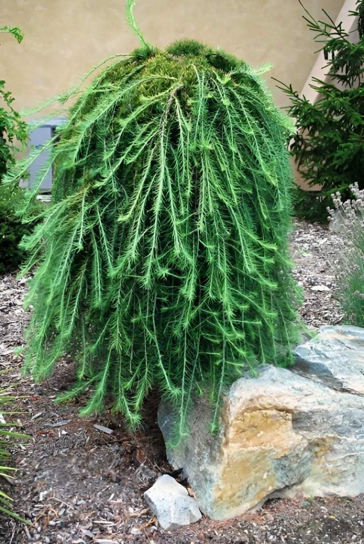 Vente de plantes vivaces et de plants d’arbustes Jonquière