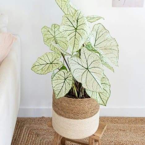Plantes d'intérieur Jonquière
